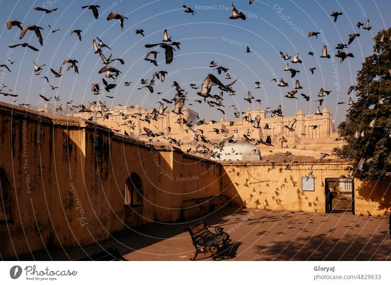 Taubenflug vor einem Palast in der Ferne Blauer Himmel Schattenspiel Indien Sonnenlicht Fernweh Menschenleer Außenaufnahme fliegen Freiheit Vogel frei reisen