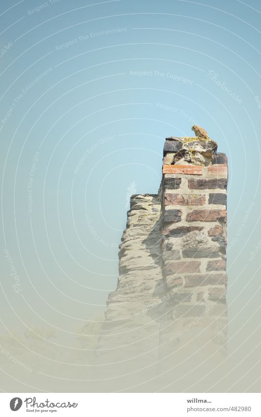 Falke auf einer hohen Steinmauer Wildtier Vogel Turmfalke Falken 1 Tier beobachten Wachsamkeit Höhenangst Flugangst Einsamkeit oben Mauer Textfreiraum hoch oben