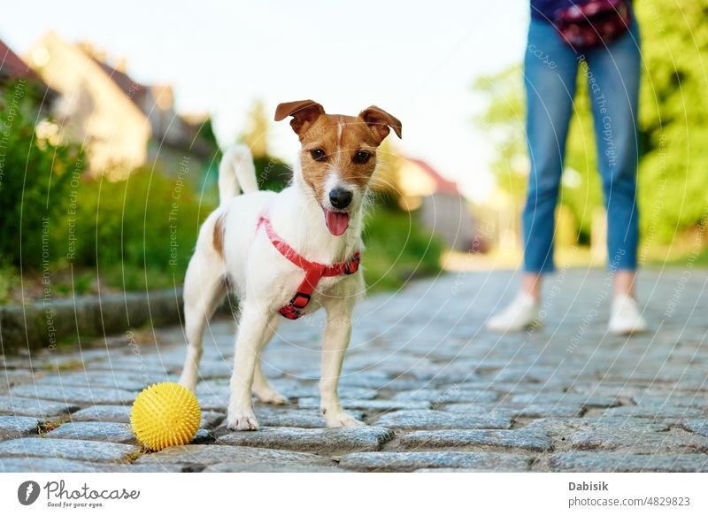 Hund, der mit seinem Besitzer in der Stadt spazieren geht Haustier Spaziergang Straße Porträt Training Spielzeug Frau Übung jack russell Straßenbelag außerhalb