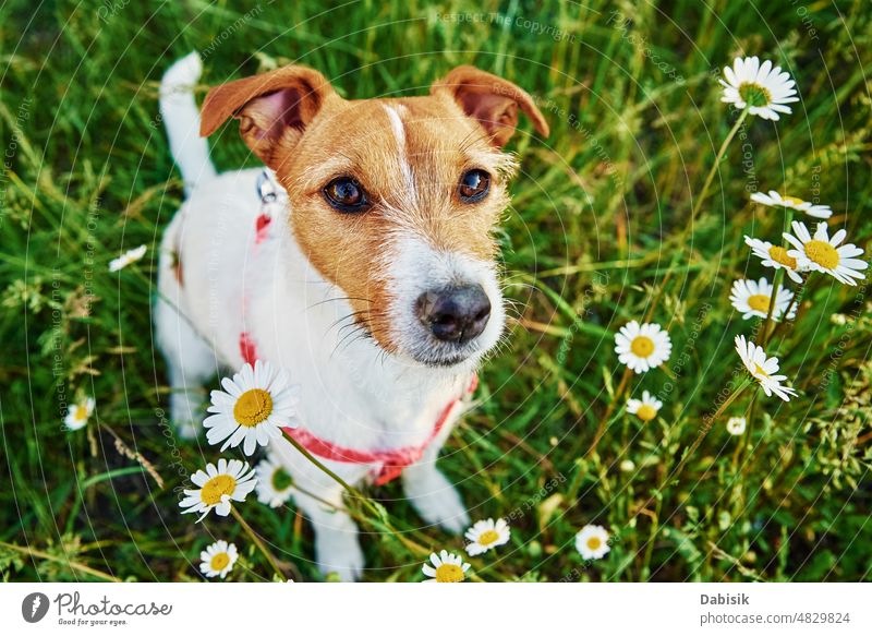 Niedlicher Hund Porträt auf Sommerwiese mit grünem Gras Haustier Frühling Blume Garten Glück Feld bezaubernd Rasen niedlich gut Landschaft Wiese Natur im Freien