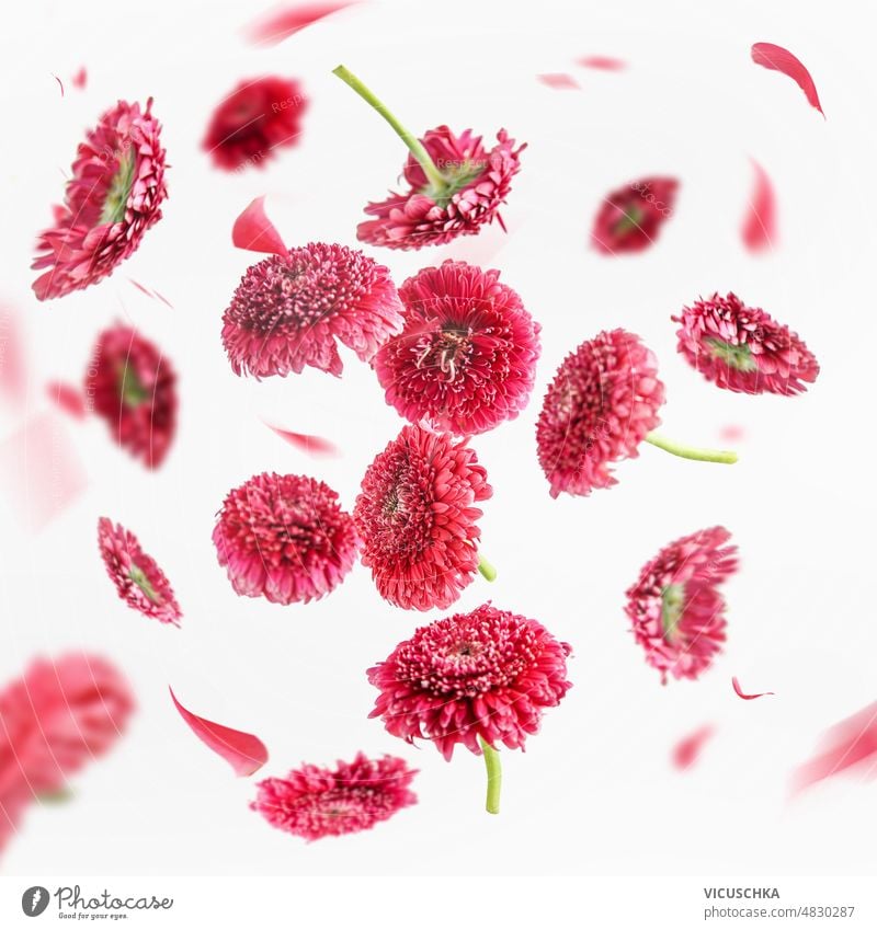 Schöne fliegende rosa Margerite Blume und Blütenblätter auf weißem Hintergrund. Florale Levitation schön weißer Hintergrund geblümt Konzept Vorderansicht Muster