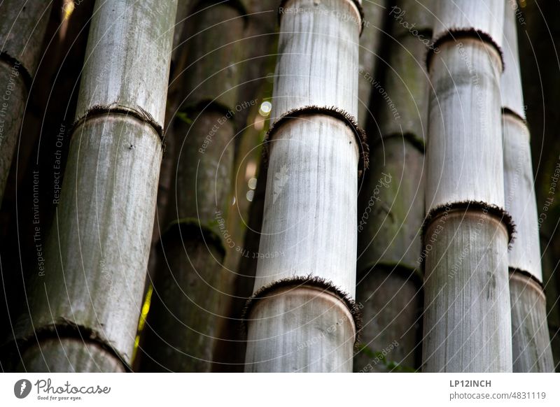 CR V. Costaricanischer Bambus Costa Rica Baum Natur Naturmaterial Baumaterial dicht Umwelt Umweltschutz Urwald Naturschutz Ferien & Urlaub & Reisen