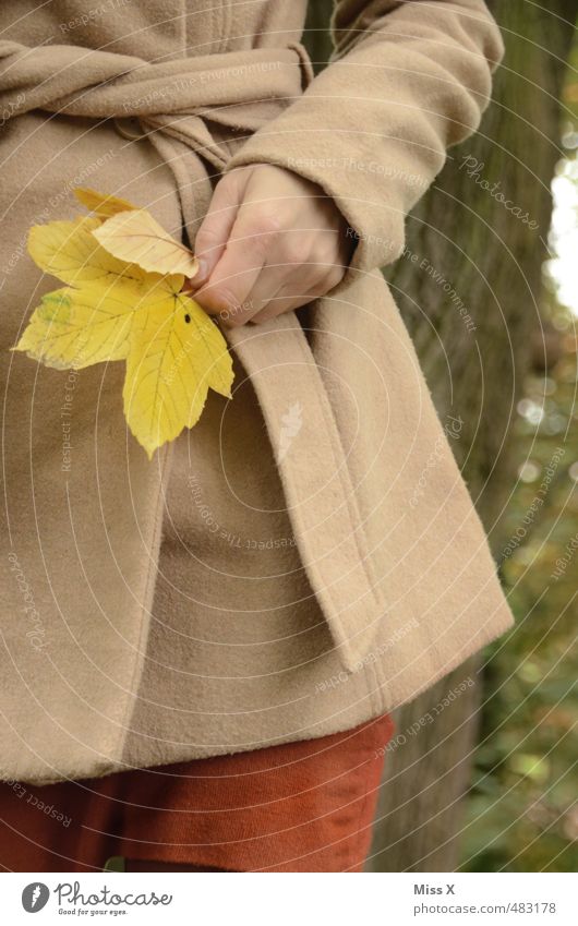 Ahorn Mensch feminin Junge Frau Jugendliche Hand 1 Herbst Blatt Jacke Mantel gelb Freude Fröhlichkeit Zufriedenheit Lebensfreude Farbe Natur Bastelmaterial