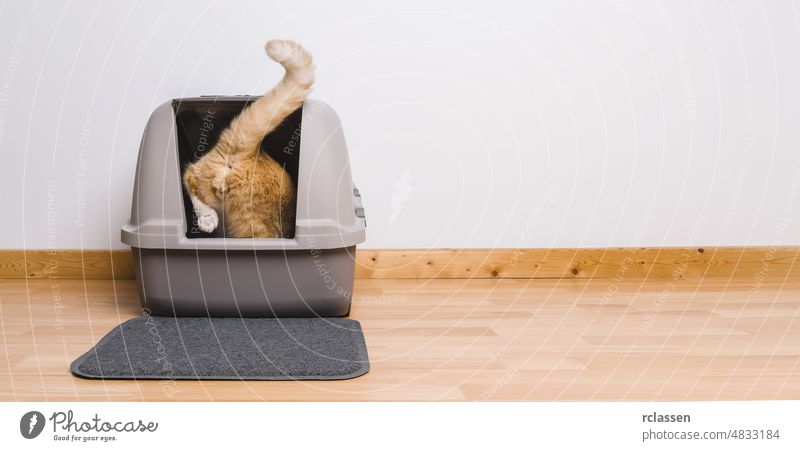 Tabby-Katze tritt in ein Katzenklo und kackt oder pinkelt, Bannergröße, Platz für Ihren individuellen Text. Abfall Kasten Sauberkeit Kiste Schürfen bezaubernd