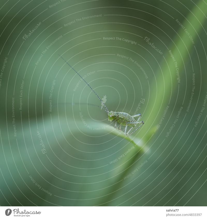 filigran | junge Langfühlerschrecke im 1. Larvenstadium Insekt Heuschrecke Natur Makroaufnahme grün Fühler Tier Grünes Heupferd klein winzig zart