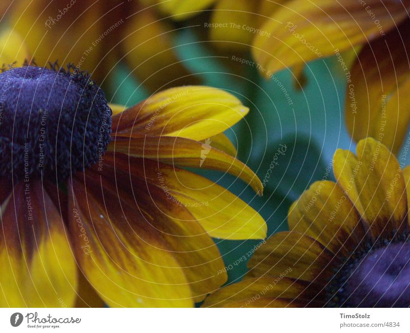 Das Blumenfinster Sonnenblume gelb grün Unschärfe kalt Farbtiefe Detailaufnahme