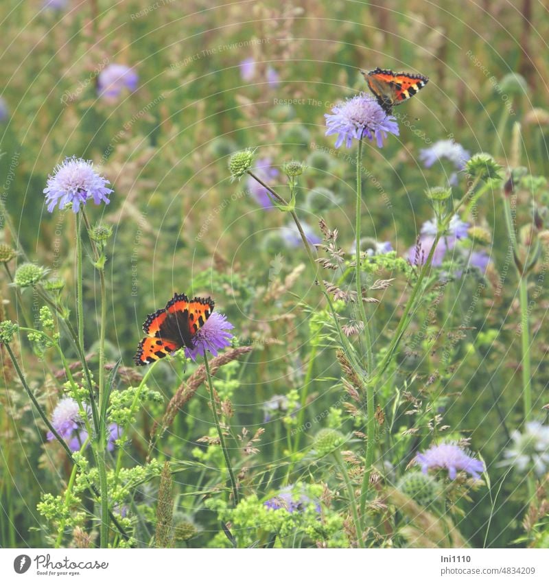 Kleiner Fuchs auf Tauben Skabiosen in einer Wiese Wiesenblume Blumenwiese Gräser Schmetterling Tagfalter Aglais urticae Scabiosen Wildstaude Wildkäuter