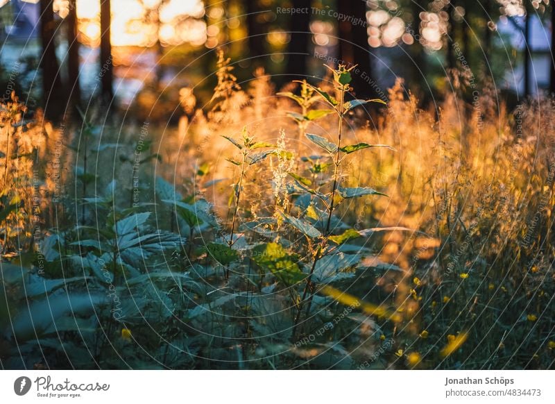 wunderschöne Abendsonne auf wilder Wiese mit Brennnesseln im Wald Wildwiese Lichtstimmung Abendlicht Stimmung Idylle stimmungsvoll Ruhe Achtsam Sonne Gegenlicht