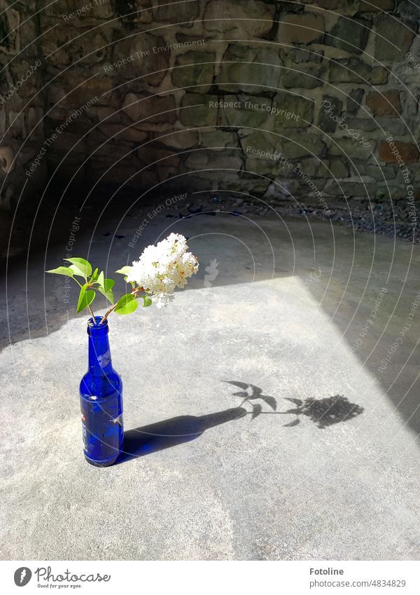 In einer blauen Glasflasche steht ein Fliederzweig und wirft auf den grauen Fußboden eines alten Lost Places einen schönen Schatten. lost places Verfall