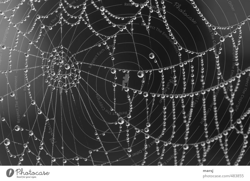 schwarzweißgrau | fast hundert Perlen Kunst Kunstwerk Natur Wasser Wassertropfen Frühling Sommer Herbst Spinnennetz hängen leuchten außergewöhnlich einfach