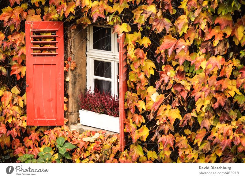 Offen für den Herbst Pflanze Tier Schönes Wetter Efeu Blatt Garten Dorf Kleinstadt Stadt Haus Einfamilienhaus Traumhaus Mauer Wand Fassade Fenster braun gelb