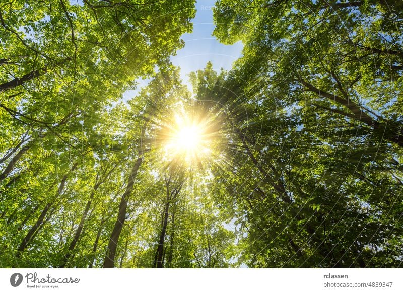 Abendsonne, die explosionsartig durch die Baumkronen eines Frühlingswaldes scheint Blätter Laubwerk Licht Sonne Sonnenschein Strahlen Wald Natur Umwelt Sommer