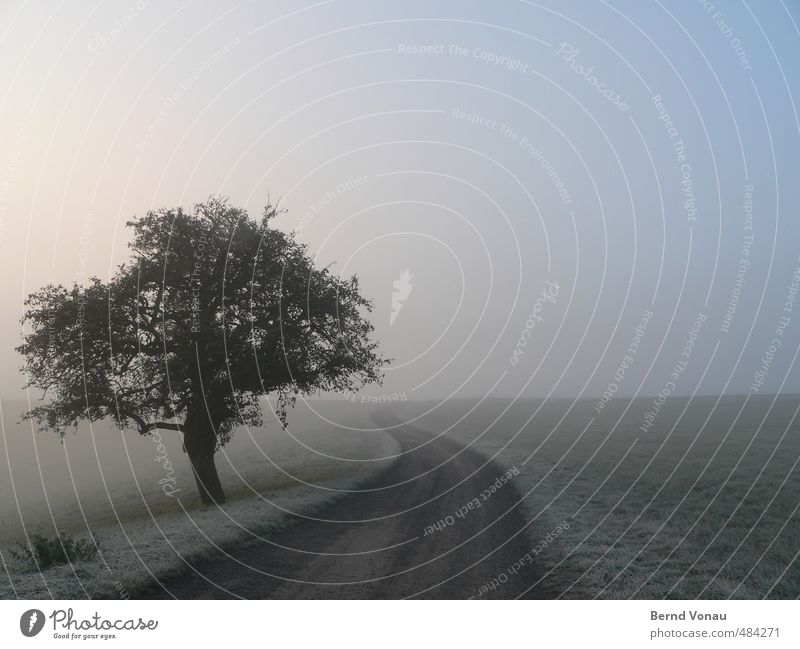 Morgenfrost Herbst Nebel Eis Frost Baum Sträucher Wiese Wege & Pfade blau grau grün Horizont Einsamkeit ruhig Idylle natürlich Schlangenlinie Gras kalt Farbfoto