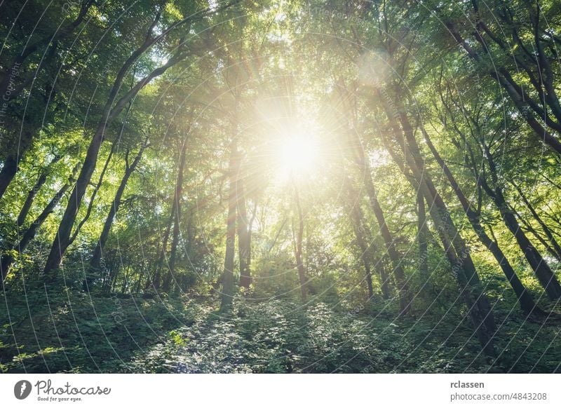 Die Sonne scheint hell in den Wald Natur Landschaft Frühling Sonnenlicht Baum Sommer Blatt idyllisch Umwelt märchenhaft Zauberei u. Magie Sonnenuntergang