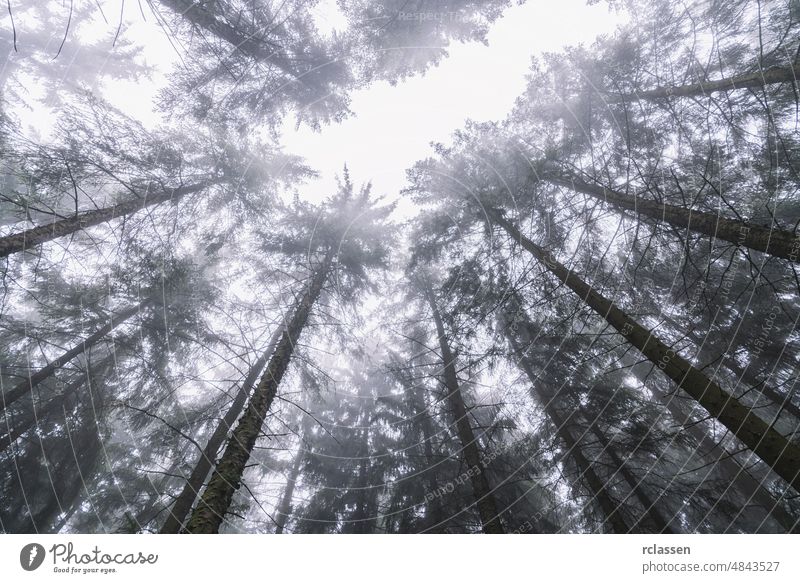 Baumkronen in einem nebligen Wald Top Nebel gruselig Abend spukhaft Alptraum Herbst Hintergrund schwarz blau dunkel Dunkelheit Baumstamm Morgendämmerung böse