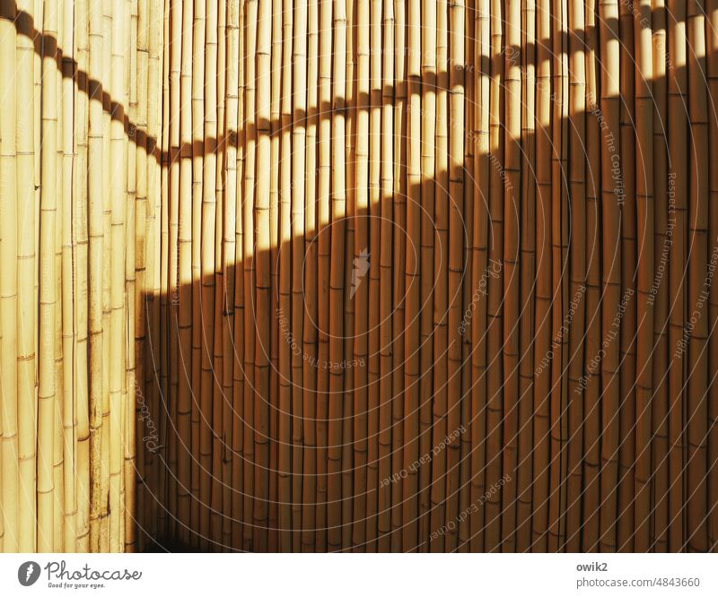 Bambusvorhang Bambusstäbe Bambusrohr Naturmaterial Schattenspiel Sicherheit Gitter Strukturen & Formen Sonnenlicht Sichtschutz Schutz Zaun Nahaufnahme viele