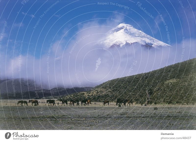 Wildpferde vor dem Vulkan Cotopaxi in Ecuador Wolken Südamerika Pferd