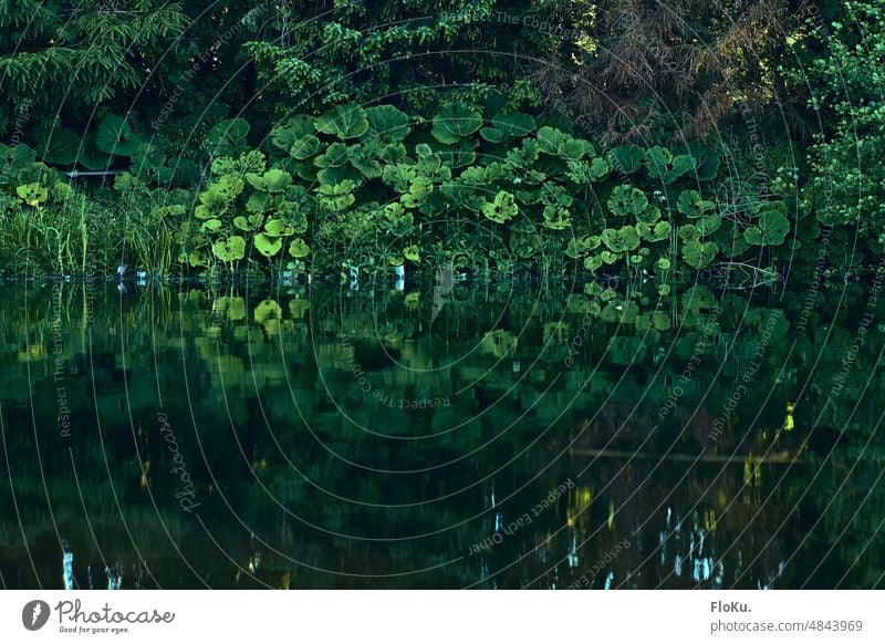 Grünes Seeufer spiegelt sich in Wasseroberfläche Ufer Spiegelung grün Natur Pflanzen Blätter Blatt Baum Reflexion & Spiegelung Deutschland Landschaft Wald