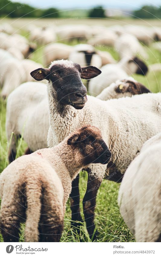 Schafherde auf grüner Wiese Schafe Tiere Wolle weiß Nutztier Herde Tiergruppe Natur Landschaft Schafswolle Gras Außenaufnahme Weide Menschenleer Farbfoto