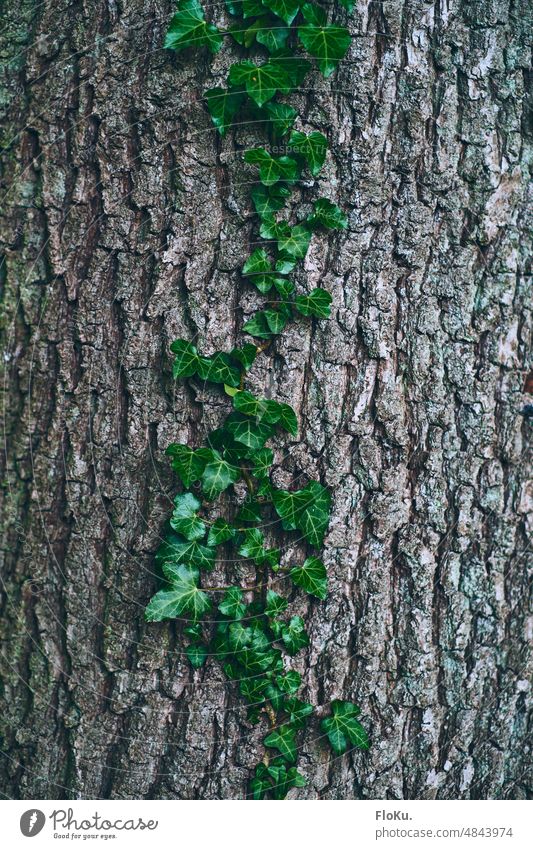 Baumrinde mit Eufeuranke Ranke ranken Rinde Natur Efeu Pflanze grün Außenaufnahme Farbfoto Blatt Wachstum Kletterpflanzen Detailaufnahme Umwelt natürlich