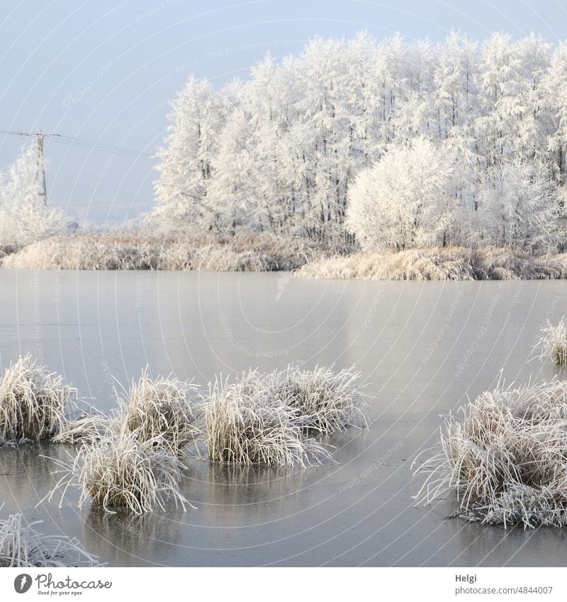 Winter am See - Gräser und Bäume sind mit Raureif bedeckt, auf dem See ist eine Eisschicht Kälte Frost Gras Baum eiskalt gefroren Idylle Ruhe Stille