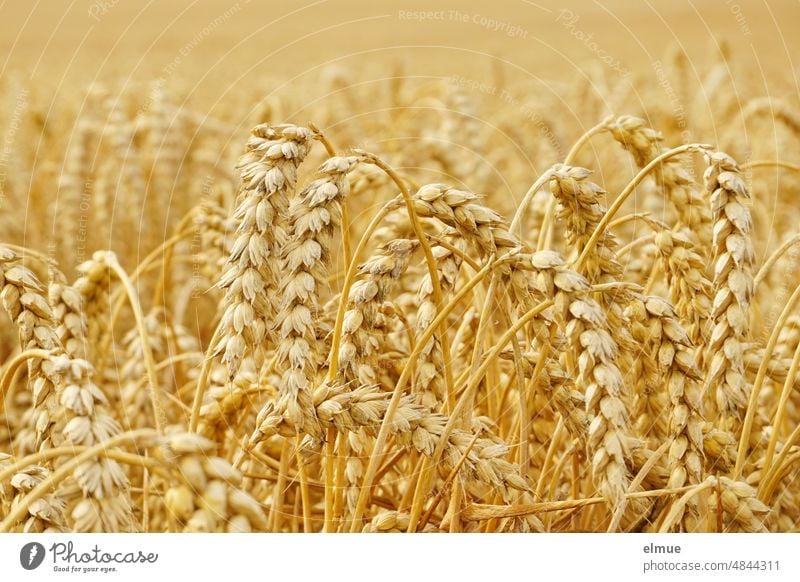 goldgelber, erntereifer Weizen auf dem Feld / Brotgetreide Ähren Weizenkorn Getreide Getreideernte Ernährung Feldbau Getreideproduzent Hungersnot