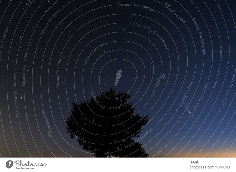 Komet am Himmel Sternenhimmel sternenklar Neowise Nacht Langzeitbelichtung Sternbild Unendlichkeit Baum Horizont Weltall Galaxie Nachthimmel Sternenzelt Ferne