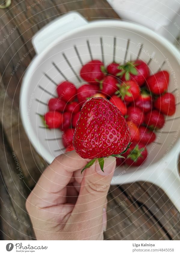 Hand hält Erdbeere erdbeeren Lebensmittel rot Frucht frisch Erdbeeren Beeren saftig lecker Sommer süß Gesundheit organisch geschmackvoll Hintergrund roh