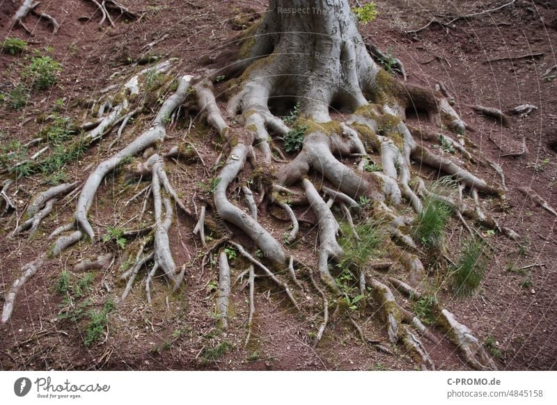 Baumwurzel Wurzel verzweigt verästelt geerdet Boden Waldboden freigelegt