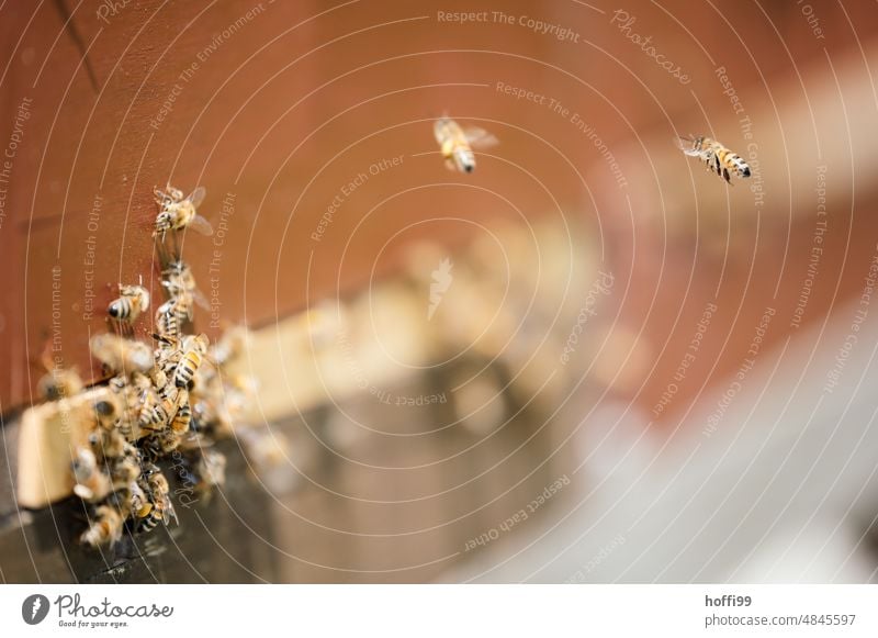 Bienen im Anflug auf einen Bienenstock fliegen Schweben Honigbiene Bienenkorb Imker Wabe Insekt Bienenzucht Imkerei Kolonie Natur Sommer natürlich Gesundheit