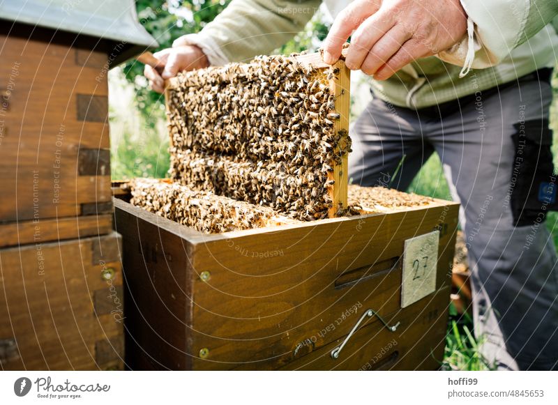 Ein Imker bei der Sichtprüfung einer Honigwabe prüfen Sichtung Bienenstock Honigbiene Imkerei Wabe Bienenwachs Bienenkorb Bienenzucht Kolonie Sommer Wachs