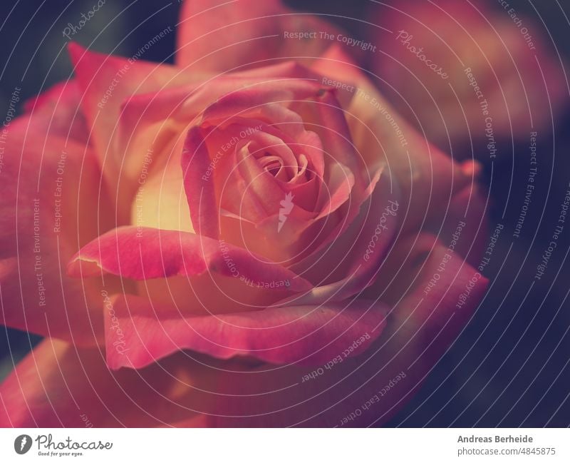 Schöne rosa Rose in einem Garten Roséwein farbenfroh Botanik Aroma Zerbrechlichkeit Überstrahlung Valentinsgruß hübsch geblümt Hochzeit Blütenblatt romantisch