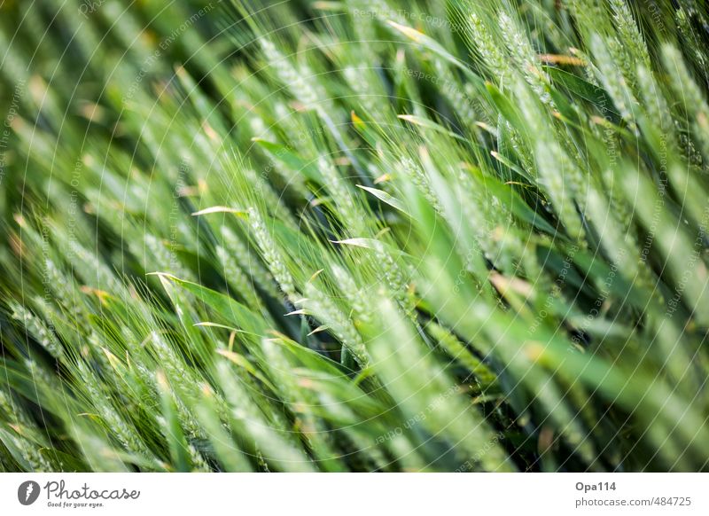 Unreif Umwelt Natur Pflanze Tier Grünpflanze Nutzpflanze Feld Blühend Wachstum Wandel & Veränderung "Ähre Landwirtschaft Getreide Körn Ähren Weizen Ernte"