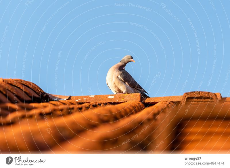 Eine Taube sitzt auf einem roten Ziegeldach und schaut neugierig zum Fotografen hinab Stadttaube Dach sitzen schauen vorsichtig Blauer Himmel Vogel