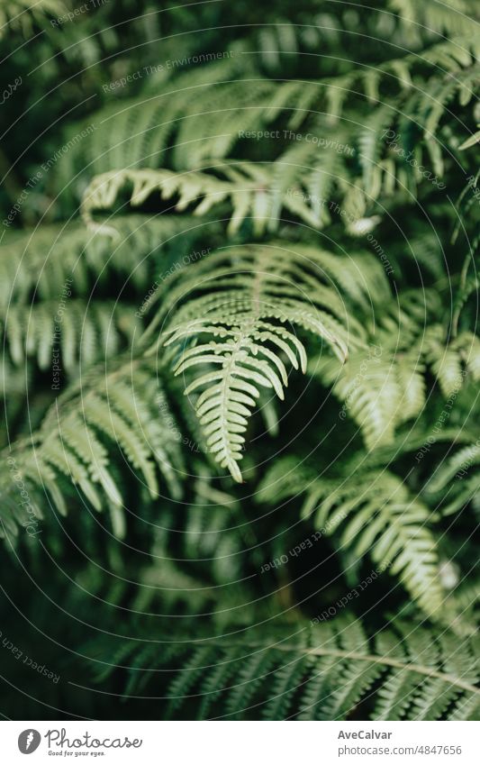 Natur Hintergrund mit grünen Blättern und Pflanzen mit dunklen Schatten und kopieren Raum und luftigen Konzept. Wallpaper Bild, tief durchatmen und entspannen geistige Gesundheit Konzept.