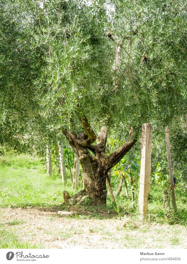 Olivenbäume in Italien Ferien & Urlaub & Reisen Sommer Natur Pflanze Schönes Wetter Baum Grünpflanze Nutzpflanze ästhetisch schön grün Tourismus Sonnenuntergang