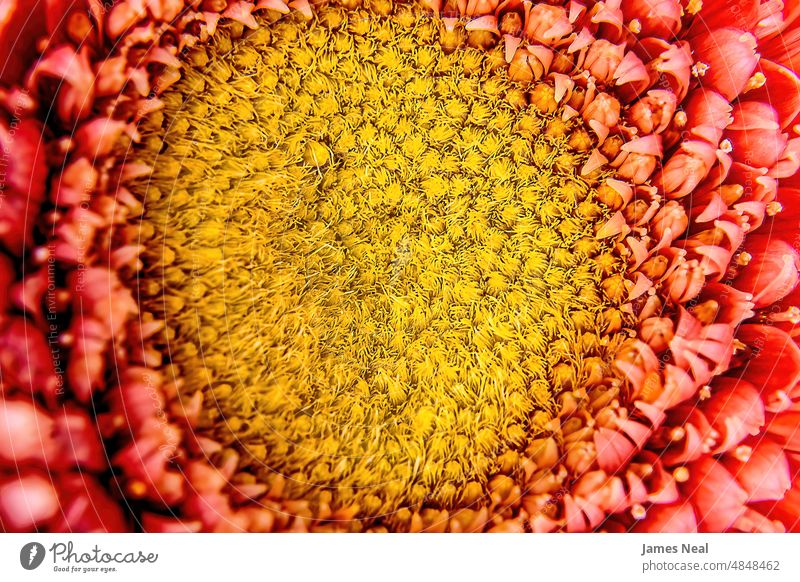 Die Mitte eines orange-roten Gerbera-Gänseblümchens Frühling Haufen Farbe Blumen Blüte Blatt Schönheit Hintergrund Sommer Makro Flora Wachstum Pflanze