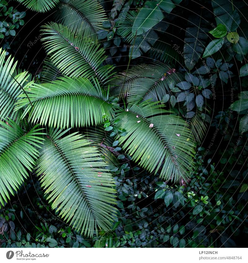 CR IX. Palmen von Oben Costa Rica Natur Urwald Umwelt Umweltschutz Urlaub Dschungel reisen Ferne grün Grünpflanze Wald