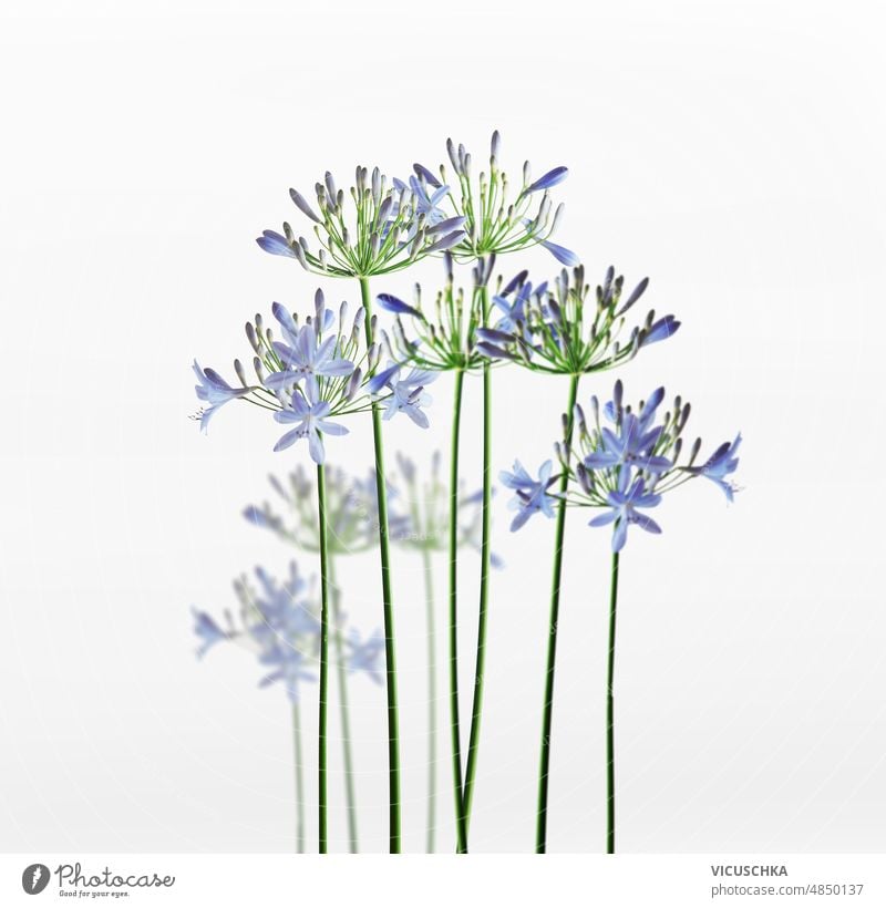 Blaue Blumen mit grünen Stängeln auf weißem Hintergrund. blau Stehen weißer Hintergrund natürlich geblümt Vorderansicht Botanik Schönheit Blütezeit Flora Garten