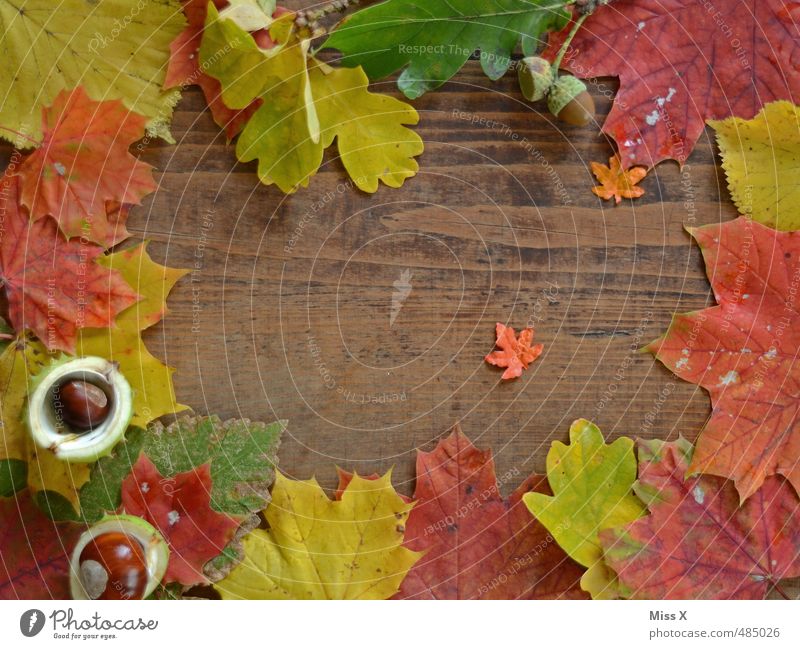 Diegos Herbstprojekt Freizeit & Hobby Basteln Dekoration & Verzierung Erntedankfest Halloween Blatt Holz mehrfarbig Herbstlaub Rahmen Hintergrundbild