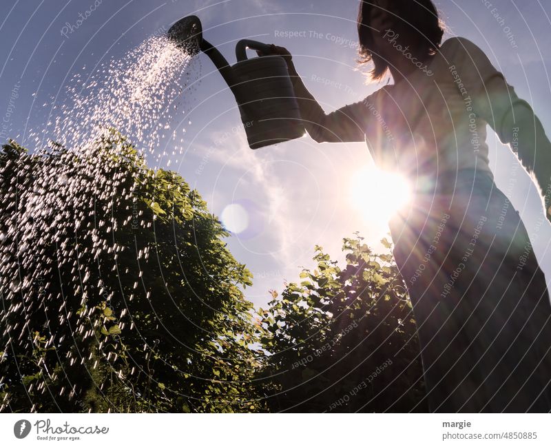 Eine Frau im Gegenlicht gießt im Garten mit einer Gießkanne Sonnenlicht gießen Wasser Sommer Farbfoto Gartenarbeit grün Natur Wachstum Lichterscheinung