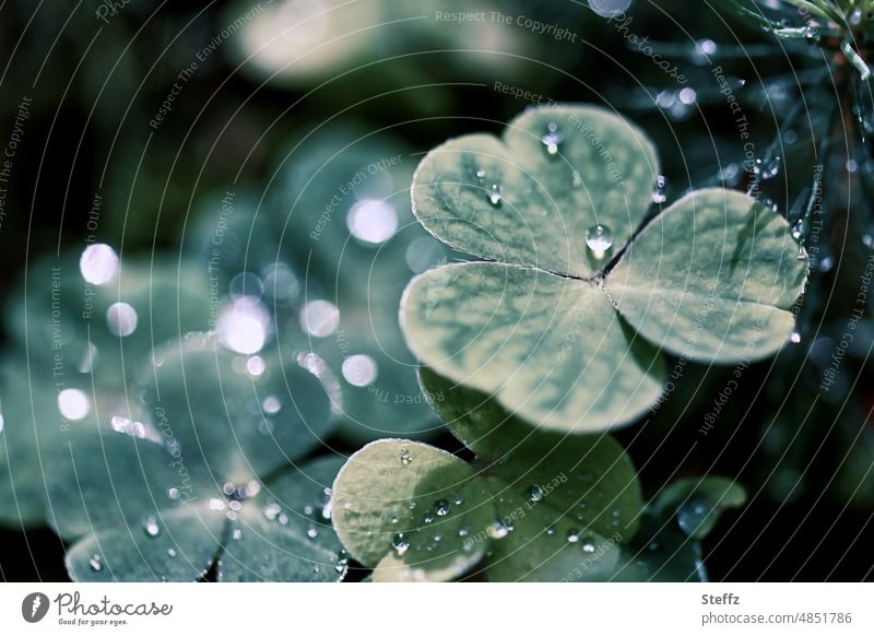 Kleeblatt nach dem Sommerregen Glücksklee Glücksbringer Regentropfen Tropfen Grünpflanze August verregnet Wetter Tropfenbild natürlich dunkelgrün hydrophob