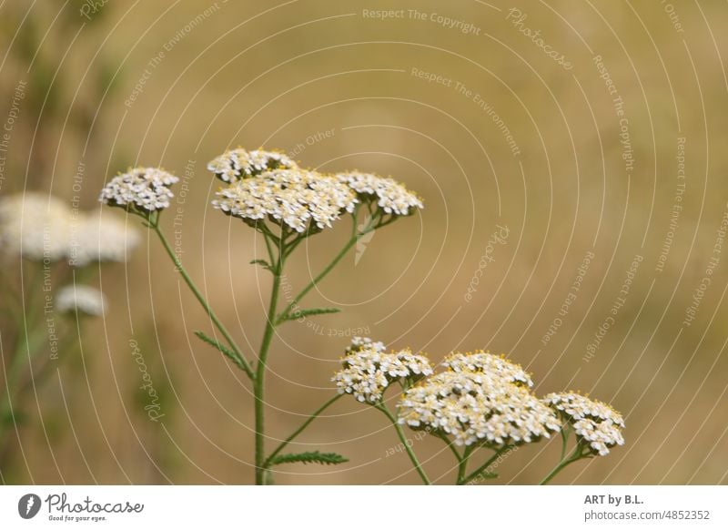 Schafgarbe blühend blumig unkraut garten weiß blüten natur pflanze heilkraut heilpflanze