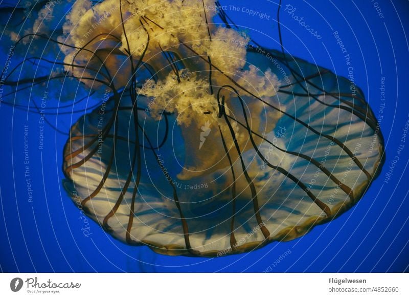 Qualle qualleblue jellyfish quallenplage Quallennebel Quallenbecken qualle blau Aquarium Wasser Meer tauchen Korallenriff