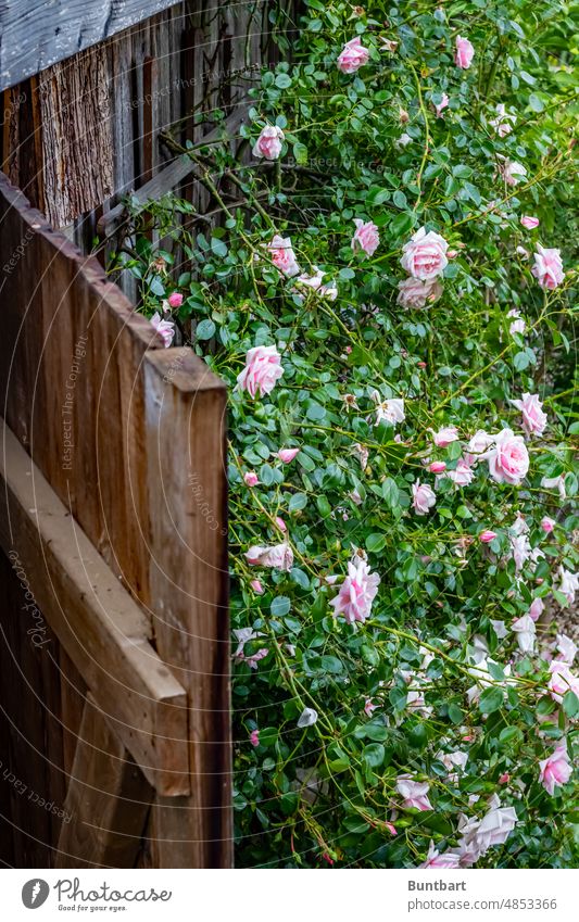 Der geheime Rosengarten Garten Blume Rosenblüte rosa Sommer Natur schön Blüte Pflanze Blühend Rosenblätter Blütenblatt ästhetisch natürlich Menschenleer Liebe