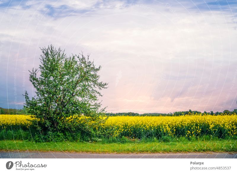 Rapsfeld im Sonnenuntergang in leuchtenden gelben Farben Erdöl Europa Wachstum Ökologie Biografie Samen Landschaft im Freien landwirtschaftlich Tag malerisch