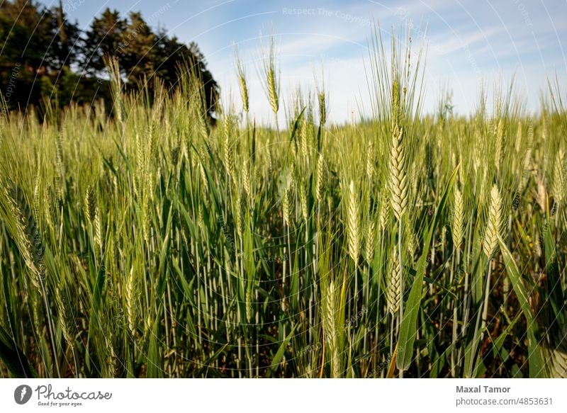 Feld mit grünem Weizen in Italien, in der Nähe von Pesaro und Urbino, in der Region Marken in Italien. Nahaufnahme der Ähren mit Detail der Körner