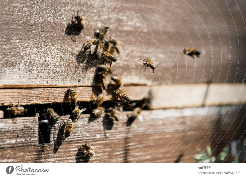 Bienen im Anflug auf einen  Bienenstock Honig Honigwabe prüfen Sichtung Sichtprüfung Honigbiene Imkerei Wabe Bienenwachs Bienenkorb Bienenzucht Kolonie Sommer