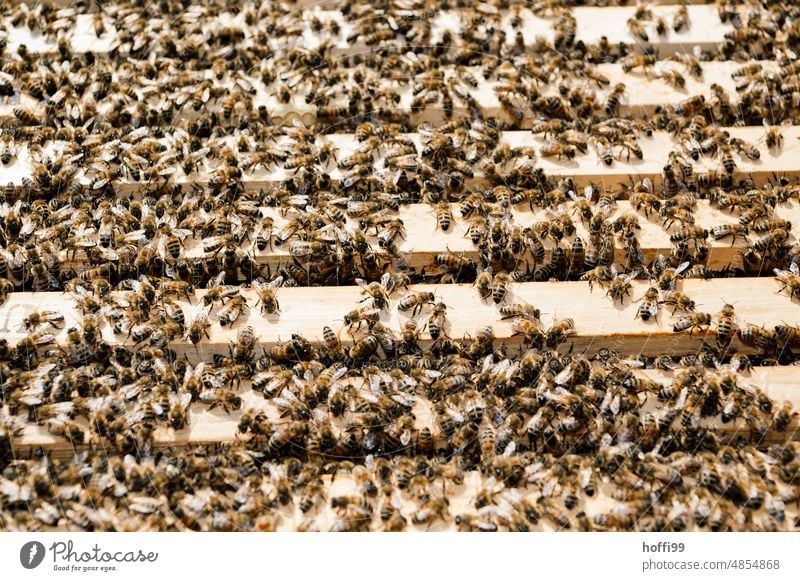 viele Bienen  auf Honigwaben in einem offenen Bienenstock prüfen Sichtung Sichtprüfung Honigbiene Imkerei Wabe Bienenwachs Bienenkorb Bienenzucht Kolonie Sommer