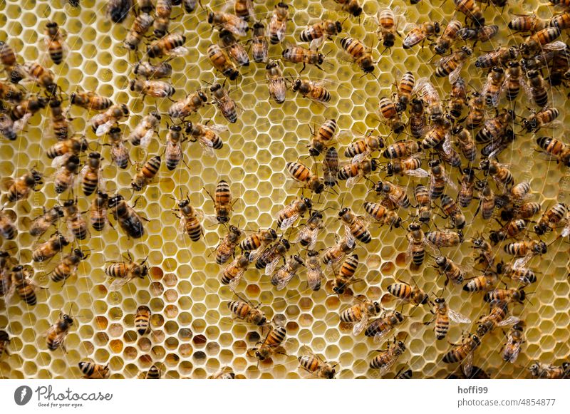 viele Bienen auf einer Honigwabe prüfen Sichtung Sichtprüfung Bienenstock Honigbiene Imkerei Wabe Bienenwachs Bienenkorb Bienenzucht Kolonie Sommer Wachs
